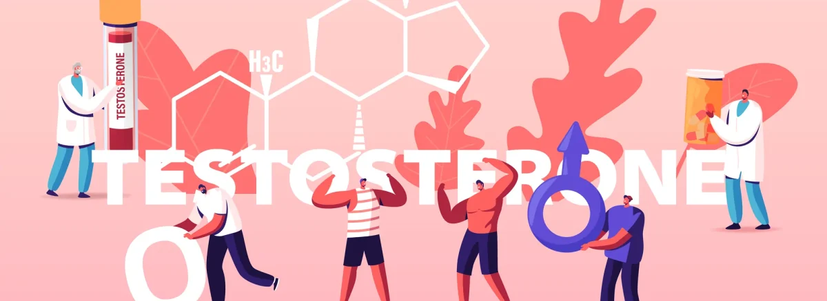 testosterone hormone level concept infographic vector